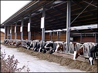 Ökostall für Milchvieh auf Haus Riswick