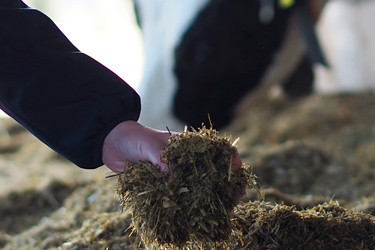 Rinderfutter prüfen