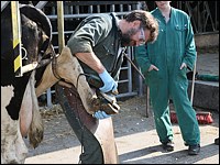 Klauenpflege beim Rind