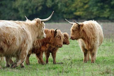Fleischrinder der Rasse Highland Cattle