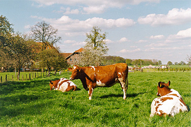 Rotbunte Kühe auf der Weide