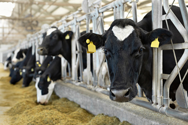 Schwarzbunte Kühe im Stall