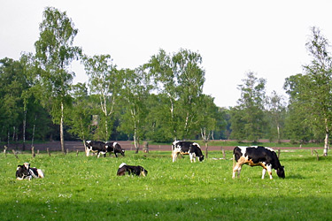 Schwarzbunte Kühe auf der Weide
