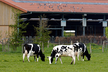 Öko-Milchviehstall dem Gelände von Haus Riswick