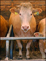 Stier im Stall Haus Riswick