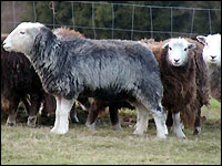 Landschafrasse "Herdwick"