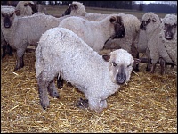 An Moderhinke erkranktes Lamm