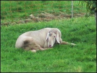 Krankes Schaf (Blauzungenkrankheit)