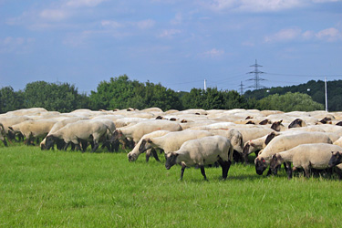Schafe in der Landschaftspflege