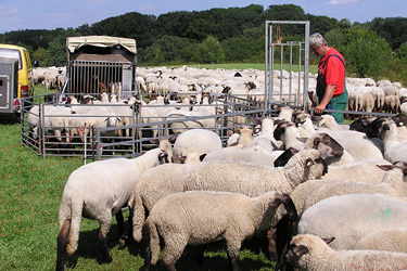 Schafe sortieren