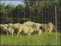 Schafe hinter einem Weidezaun