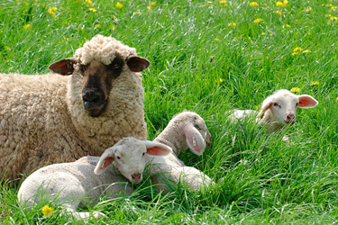 Schaf mit Lämmern