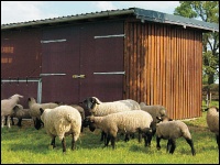 Schafstall