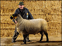 Erfolgreicher Schafzüchter