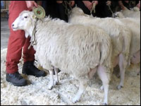 Landschafrasse "Weiße Hornlose Heidschnucke"