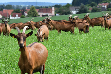 Ziegenherde am Hang