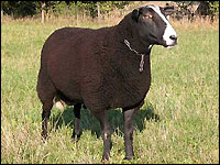 Fleischschafrasse "Zwartbles-Schaf"