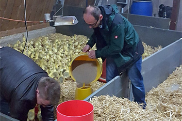 Fachexkursion zum Betrieb "Gänse Peter"