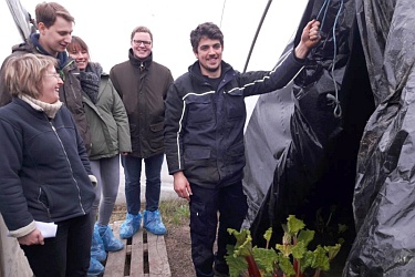 Rhabarberanbau unter Folie auf dem Betrieb Winzen