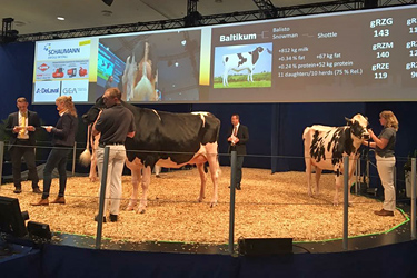 Rinderprämierung auf der Eurotier