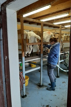 Exkursion auf Milchviehbetriebe in der Eifel