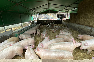 Besuch Strohschweine Fachschule Kleve