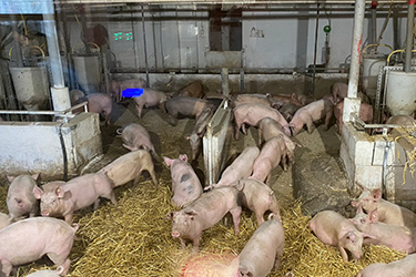 Besuch Strohschweine Fachschule Kleve