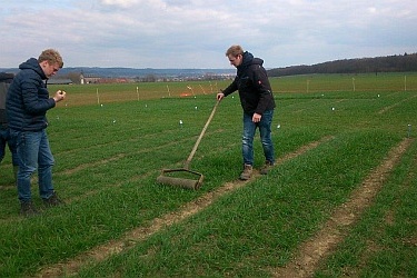 Gute Bestände Mitte März - mit der 'schweren' Walze wird für die Bestockung noch etwas nachgeholfen. Des Weiteren kritische Prüfung der Wurzelausbildung.