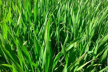 Auffällige Verfärbungen an den Blattspitzen von Rebell durch Nachtfröste Anfang April.