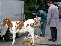 Ausbilderprüfung mit Kalb