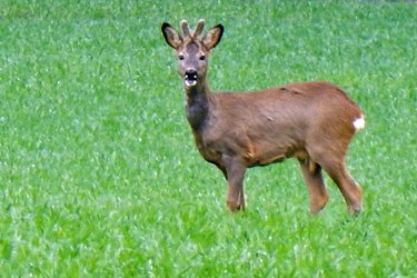 Projekt Biodiversität im Unterricht