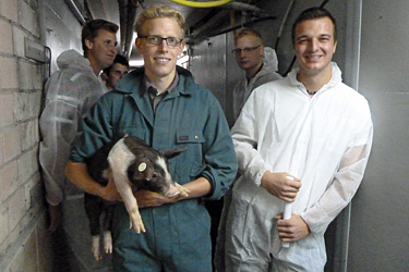 Wolbecker Studierende im Ferkelstall
