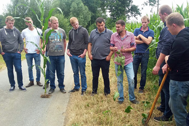 Studierende am Maisfeld