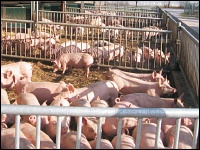 Bioschweine im Außenstall