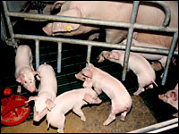 Ferkel und Muttersau