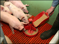 Ferkel anfüttern