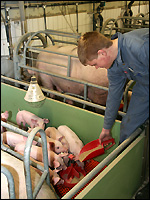 Ferkel anfüttern
