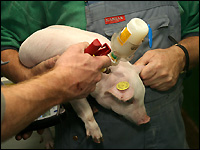 Ferkel impfen