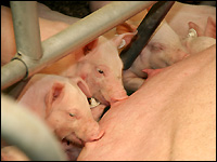 Saugende Ferkel im Abferkelstall