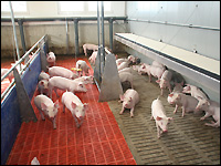 Ferkel auf Spaltenböden