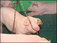 Kette als Spielmaterial im Ferkelstall