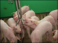 Ferkel trinken