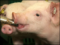 Ferkel an der Tränke