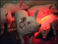 Ferkel unter Wärmelampe