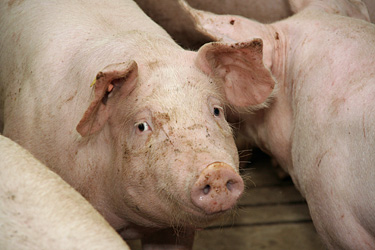 Mastschwein