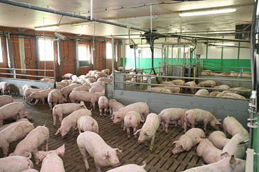 Mastschweine in Großgruppe