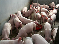 Mastschweinegruppe