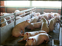 Mastschweine mit viel Luft