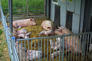 Sauen und Ferkel im Auslauf