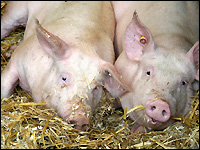 Ökoschweine auf Stroh